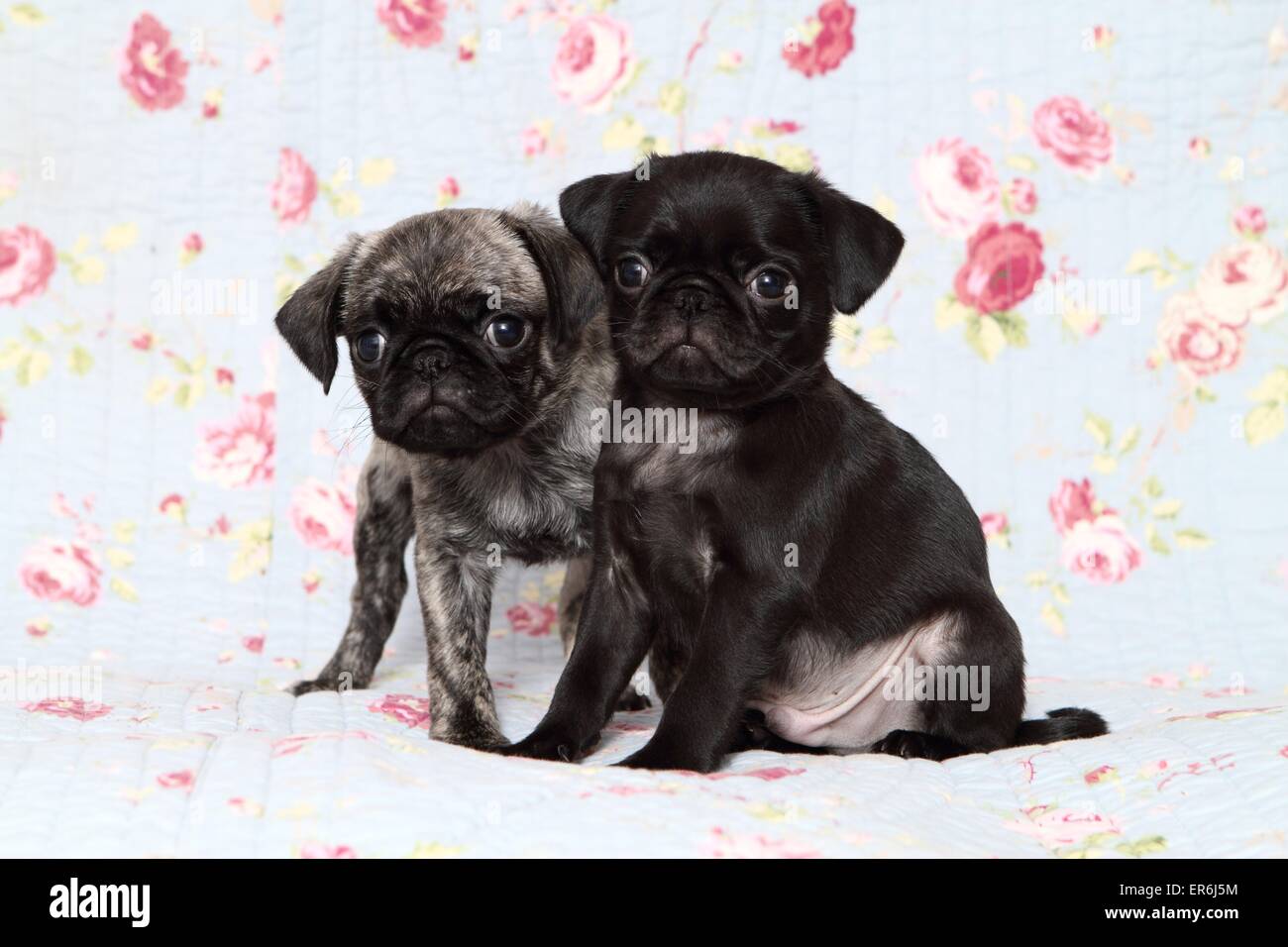 2 Mops Welpen Stockfoto