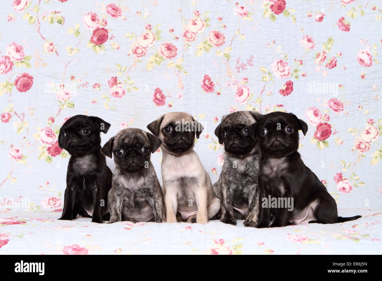 5 Mops Welpen Stockfoto