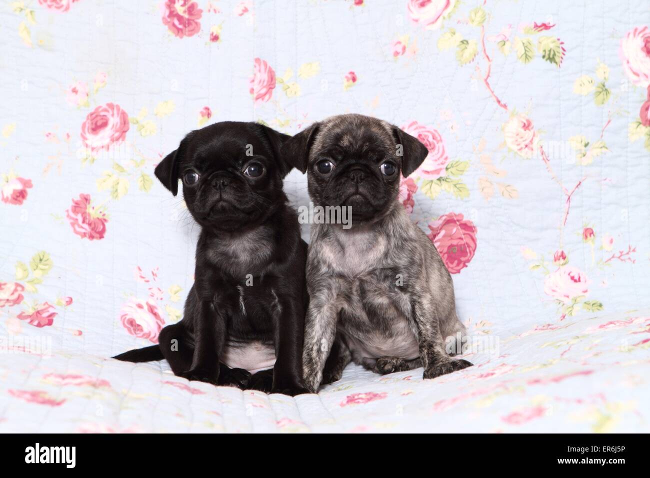 2 Mops Welpen Stockfoto