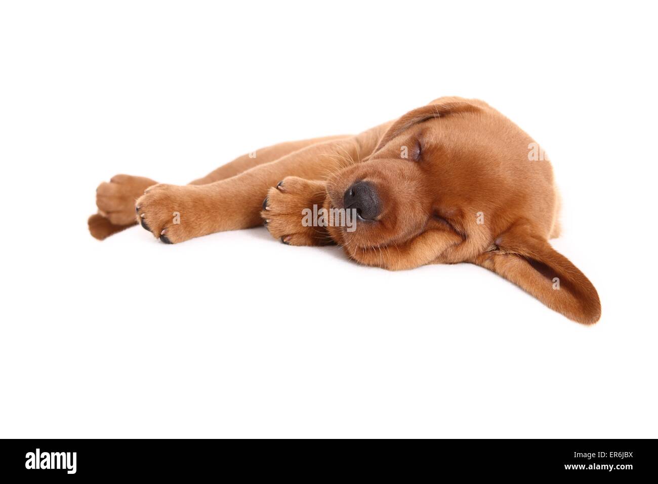 Labrador Retriever Welpen Stockfoto