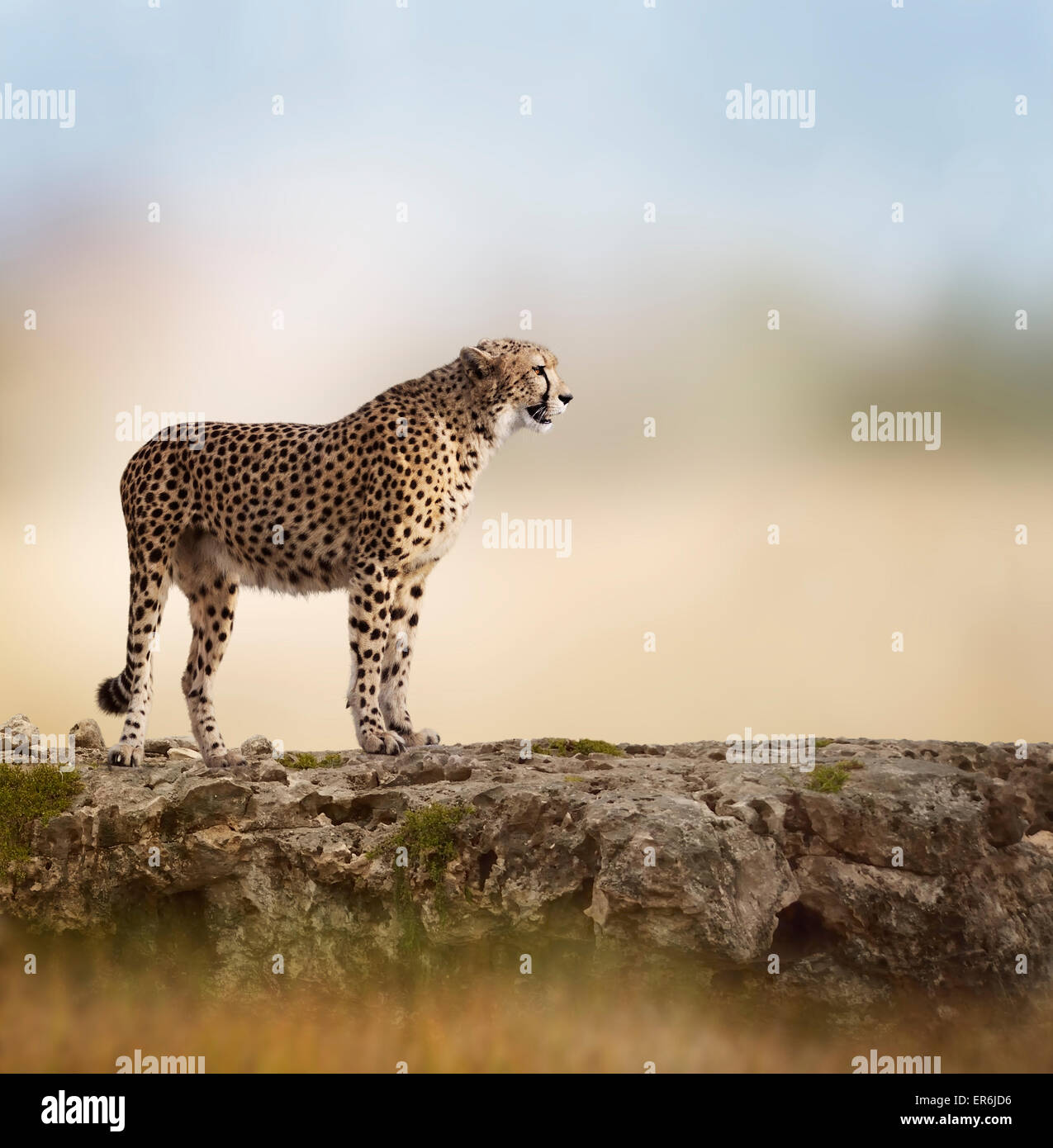 Gepard (Acinonyx Jubatus) steht auf einem Felsen Stockfoto