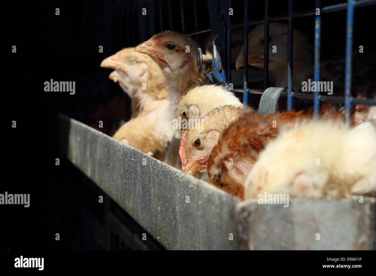 Käfighaltung der Hühner und Legehennen in einer Ei-Fabrik Stockfoto