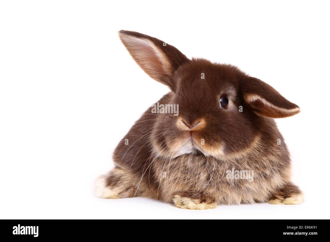Mini Lop Stockfoto