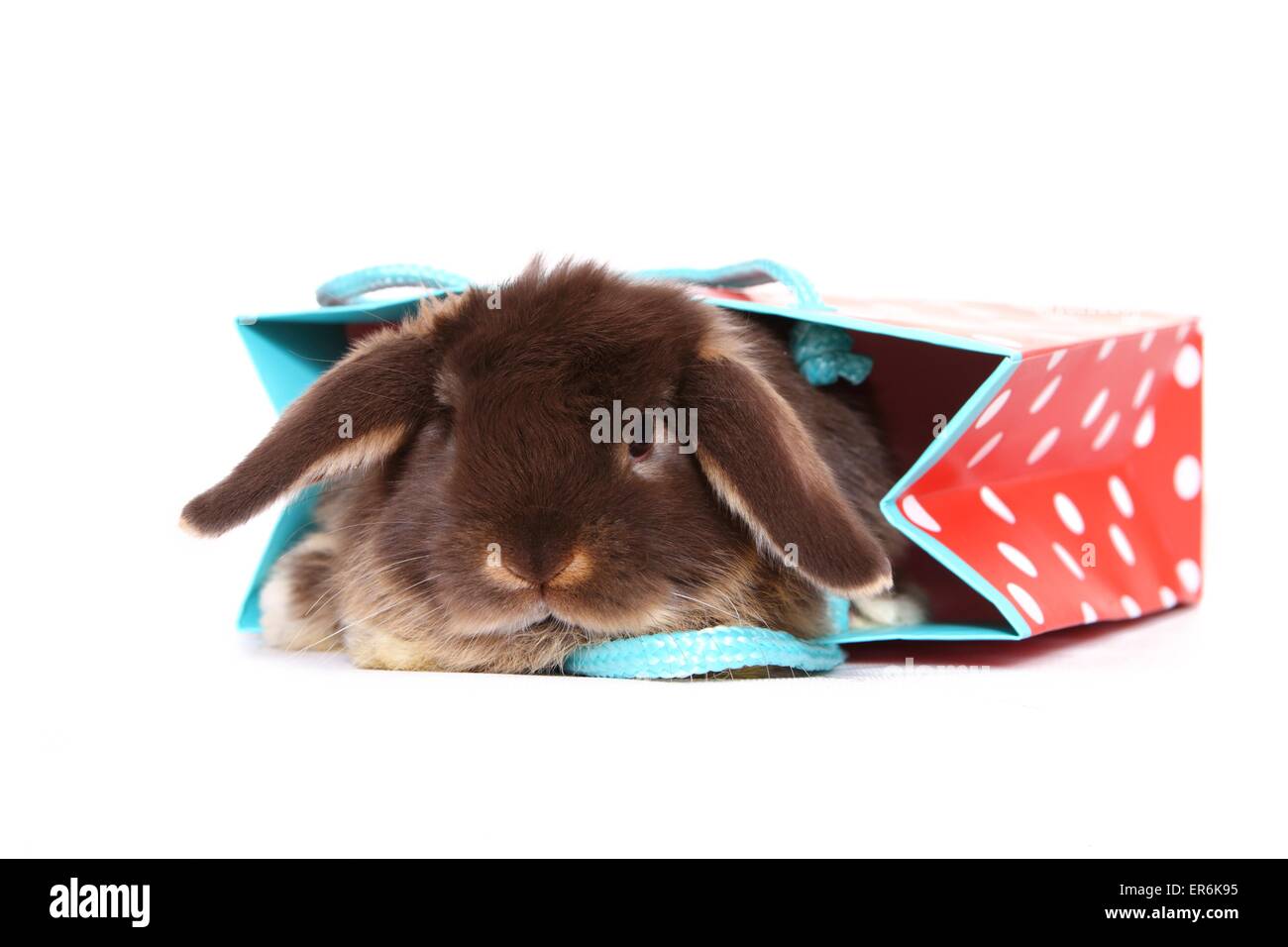 Mini Lop Stockfoto