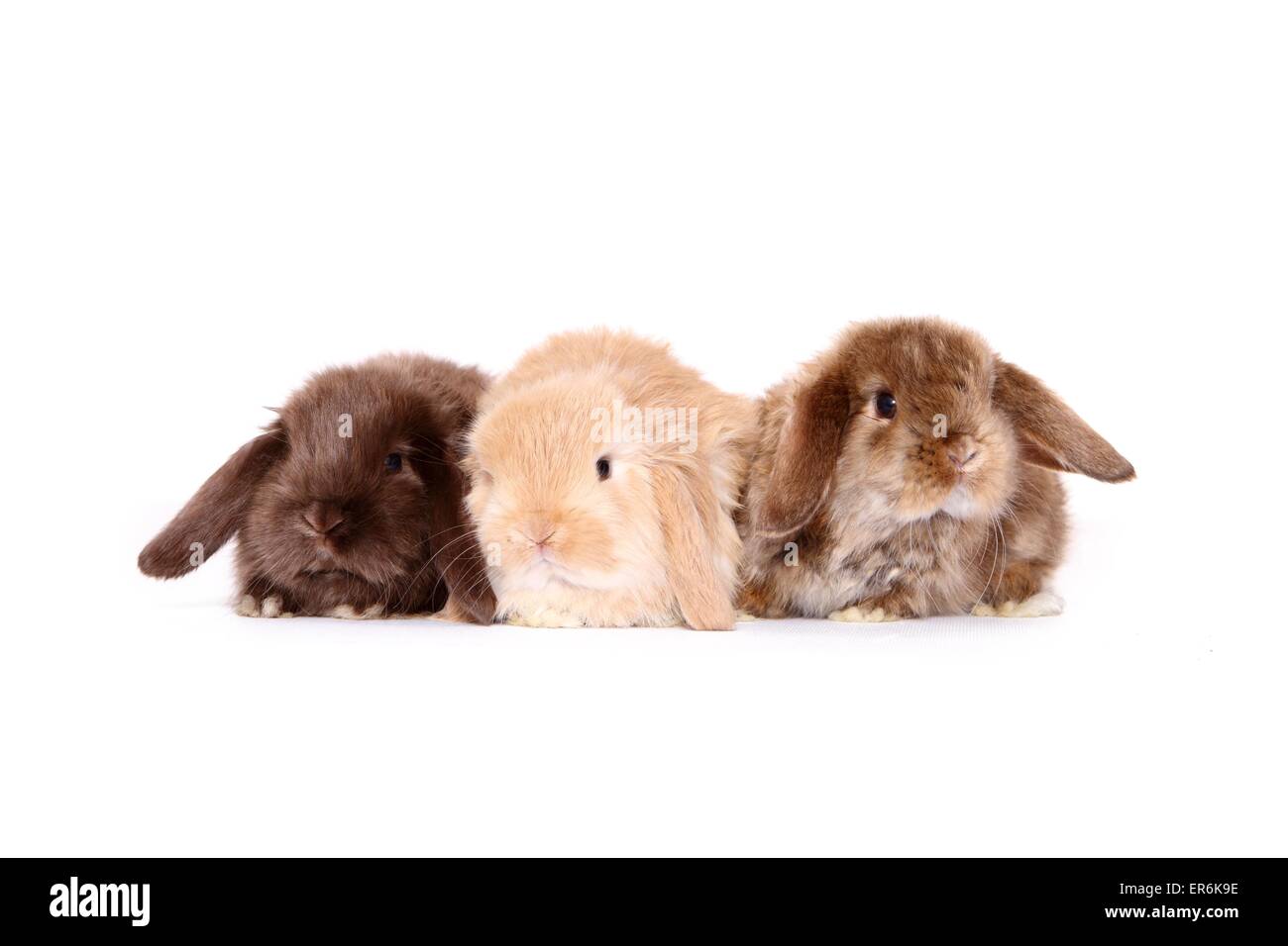 Mini Lop Stockfoto