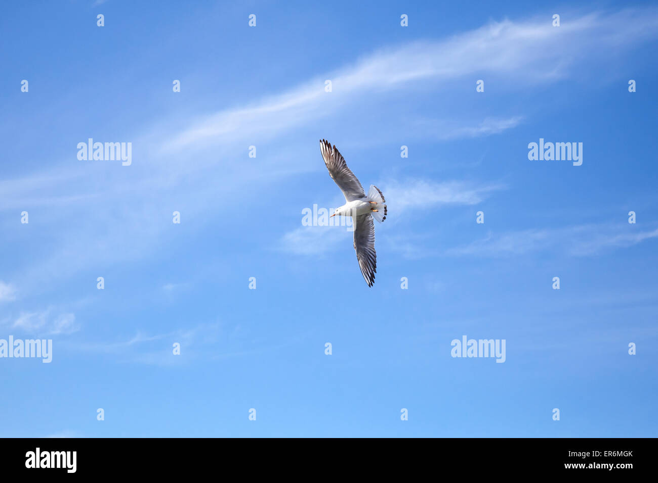 Weiße große Möwen fliegen auf blauen Himmelshintergrund mit windigen Wolken Stockfoto Weiße große Möwen fliegen auf blauen Himmelshintergrund mit windigen Wolken Stockfoto