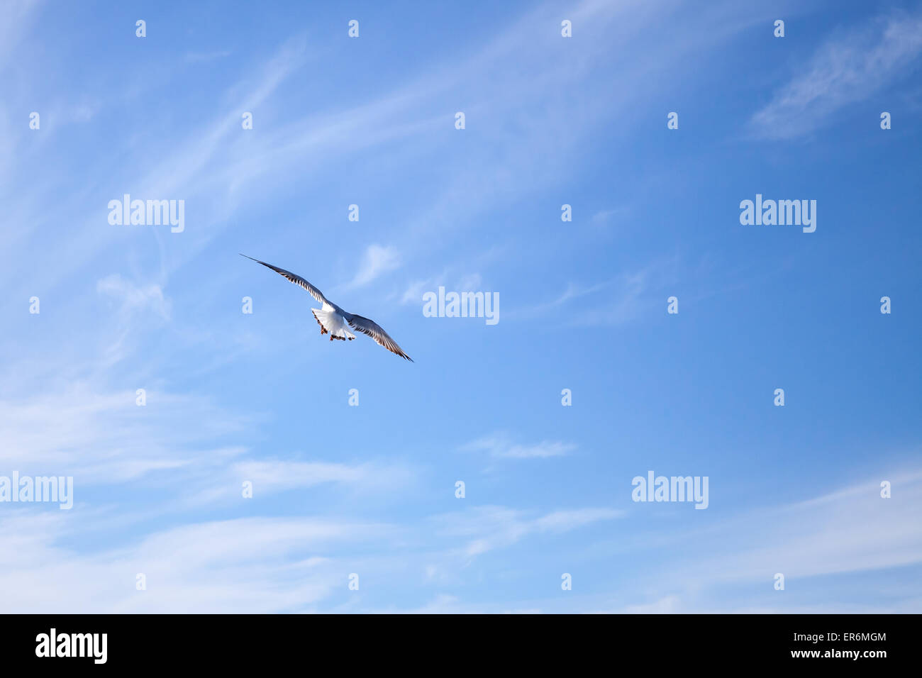 Weiße Möwe fliegen auf blauen Himmelshintergrund mit windigen Wolken Stockfoto Weiße Möwe fliegen auf blauen Himmelshintergrund mit windigen Wolken Stockfoto