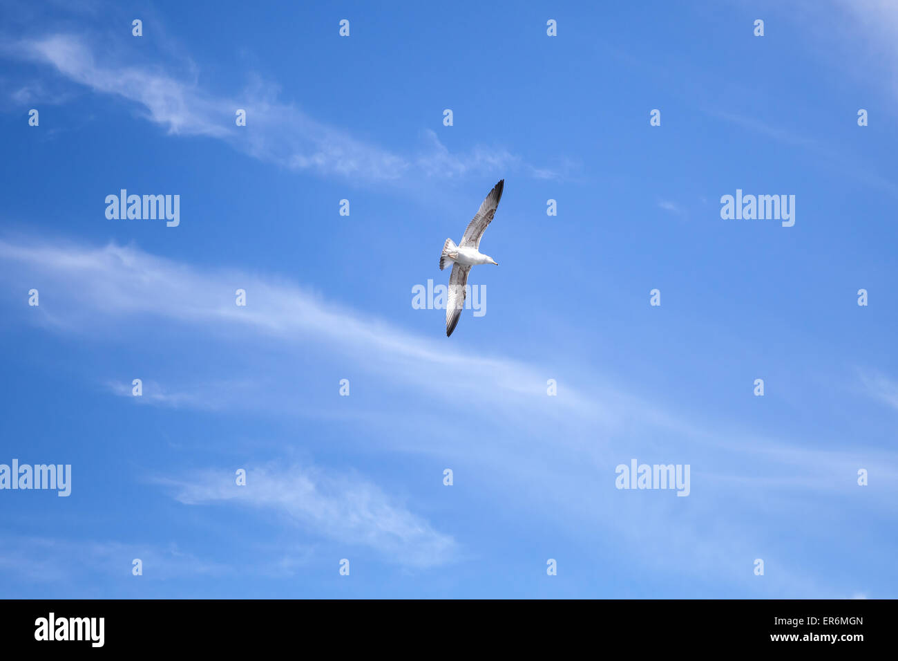 Große weiße Möwe auf blau bewölktem Himmelshintergrund Stockfoto Große weiße Möwe auf blau bewölktem Himmelshintergrund Stockfoto