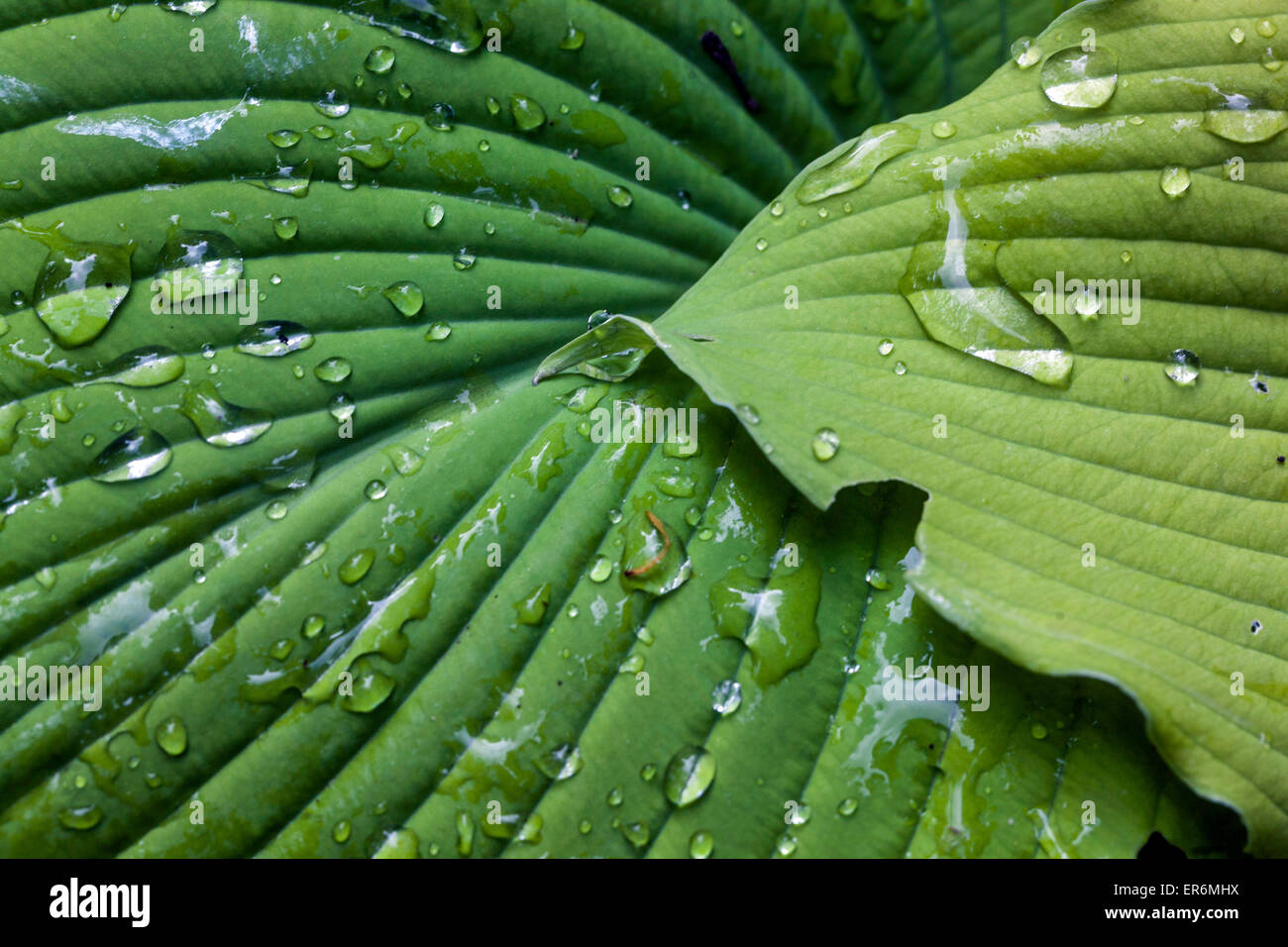 monstera monstera deliciosa Monstera Form 6 main image 0