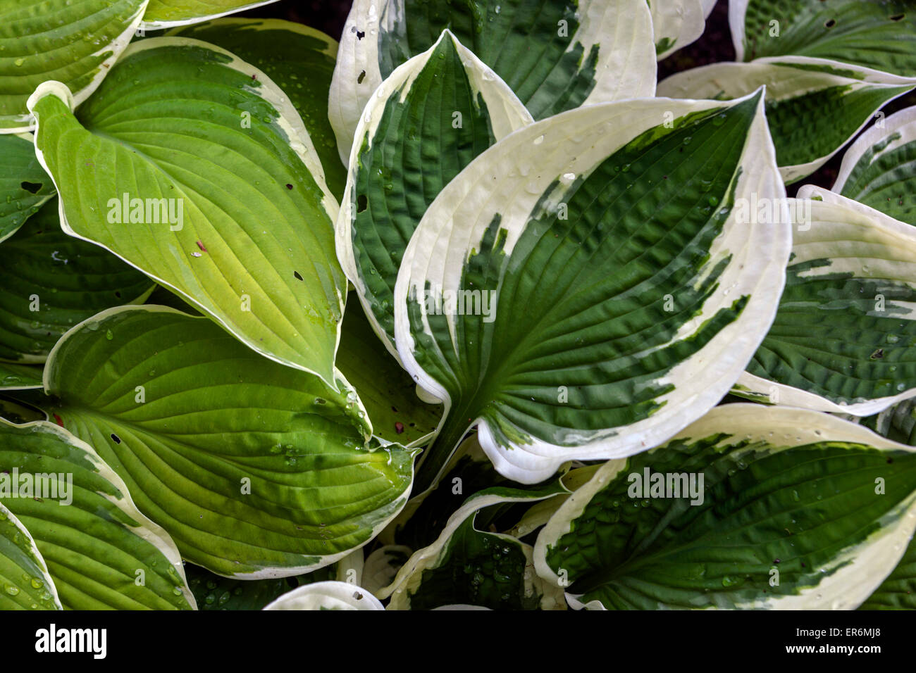 Bunte Blätter Hosta 'Minute' Schönheit Blatt der Pflanze Stockfoto