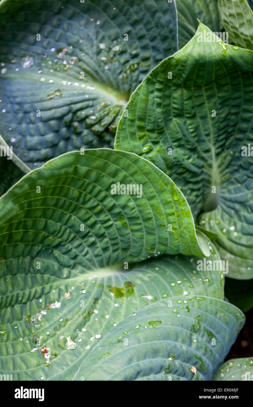 Pflanze mit dekorativen und ornamentalen Blätter - Hosta Stockfoto