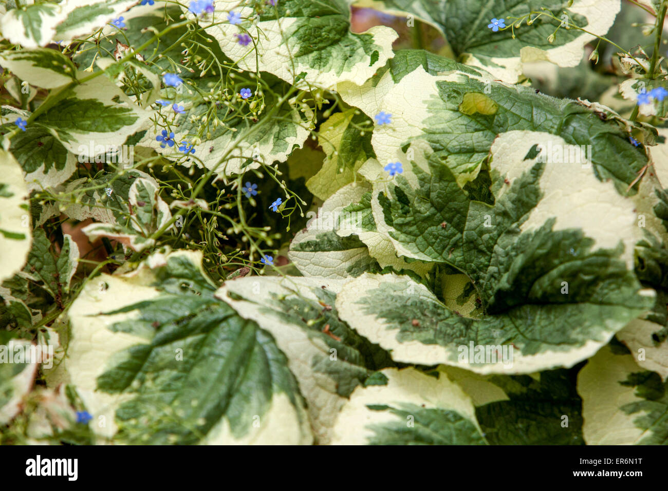 Pflanze mit dekorativen und ornamentalen Blätter - Brunnera Macrophylla 'Dawsons White' Stockfoto