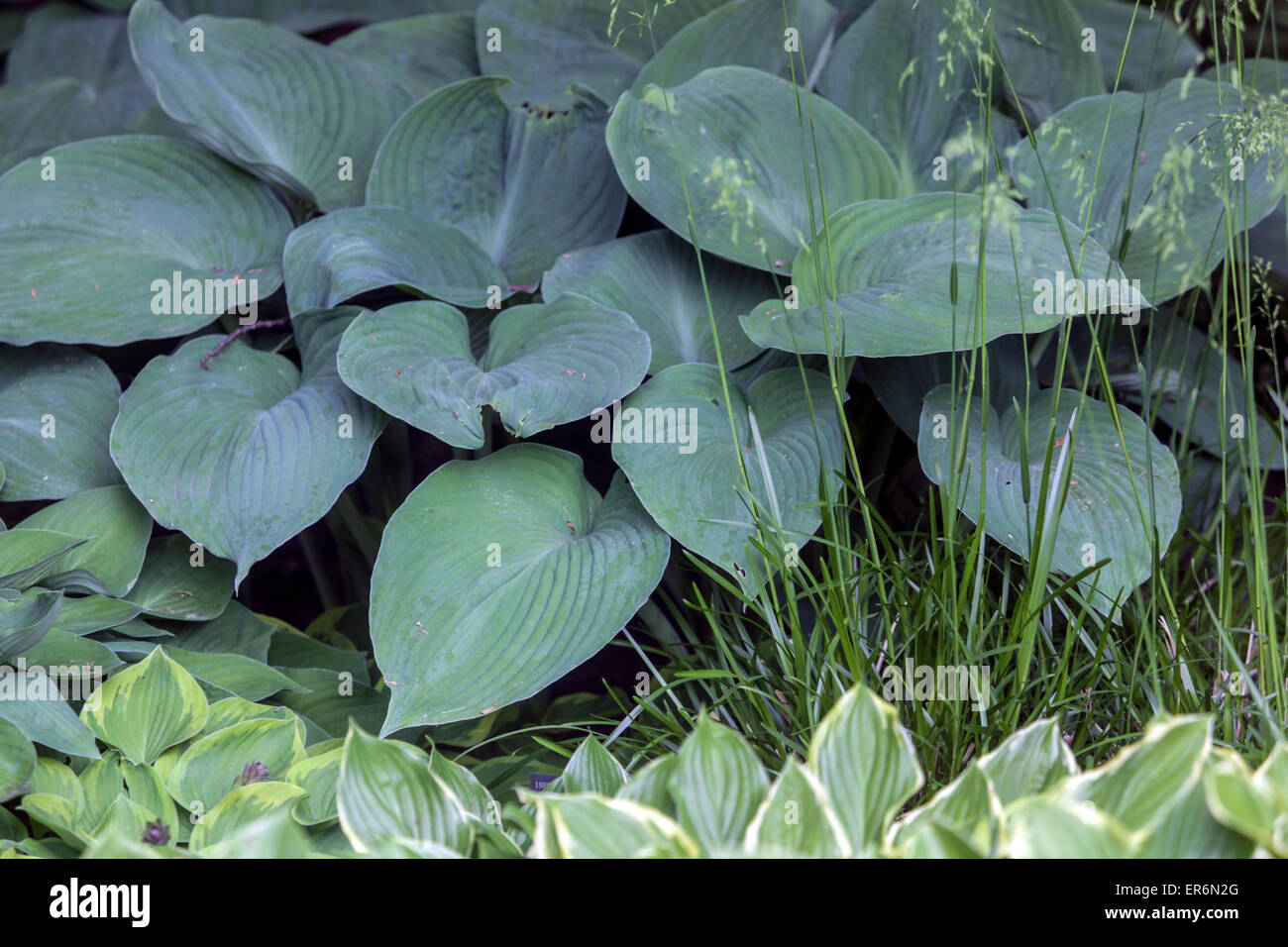 Pflanze mit dekorativem und dekorativem Laub - Hosta Bkue Mammoth, dekoratives Laub Stockfoto