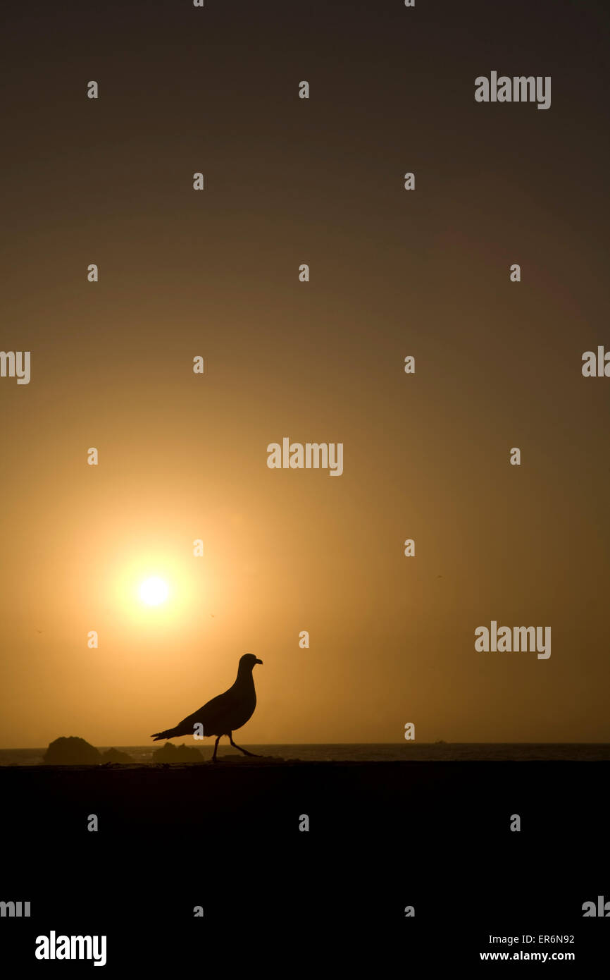 Silhouette der Möwe bei Sonnenuntergang auf der Hafenmauer von Essaouira, Marokko, Afrika Stockfoto