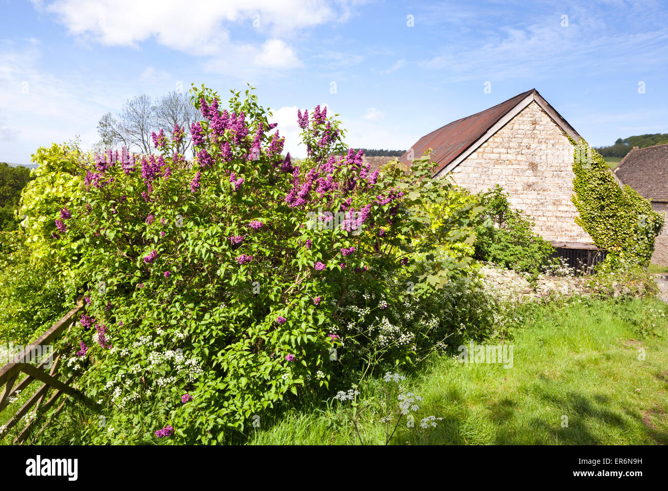 Flieder wächst in einer Hecke in der Nähe der Cotswold-Dorf Slad, Gloucestershire UK Stockfoto