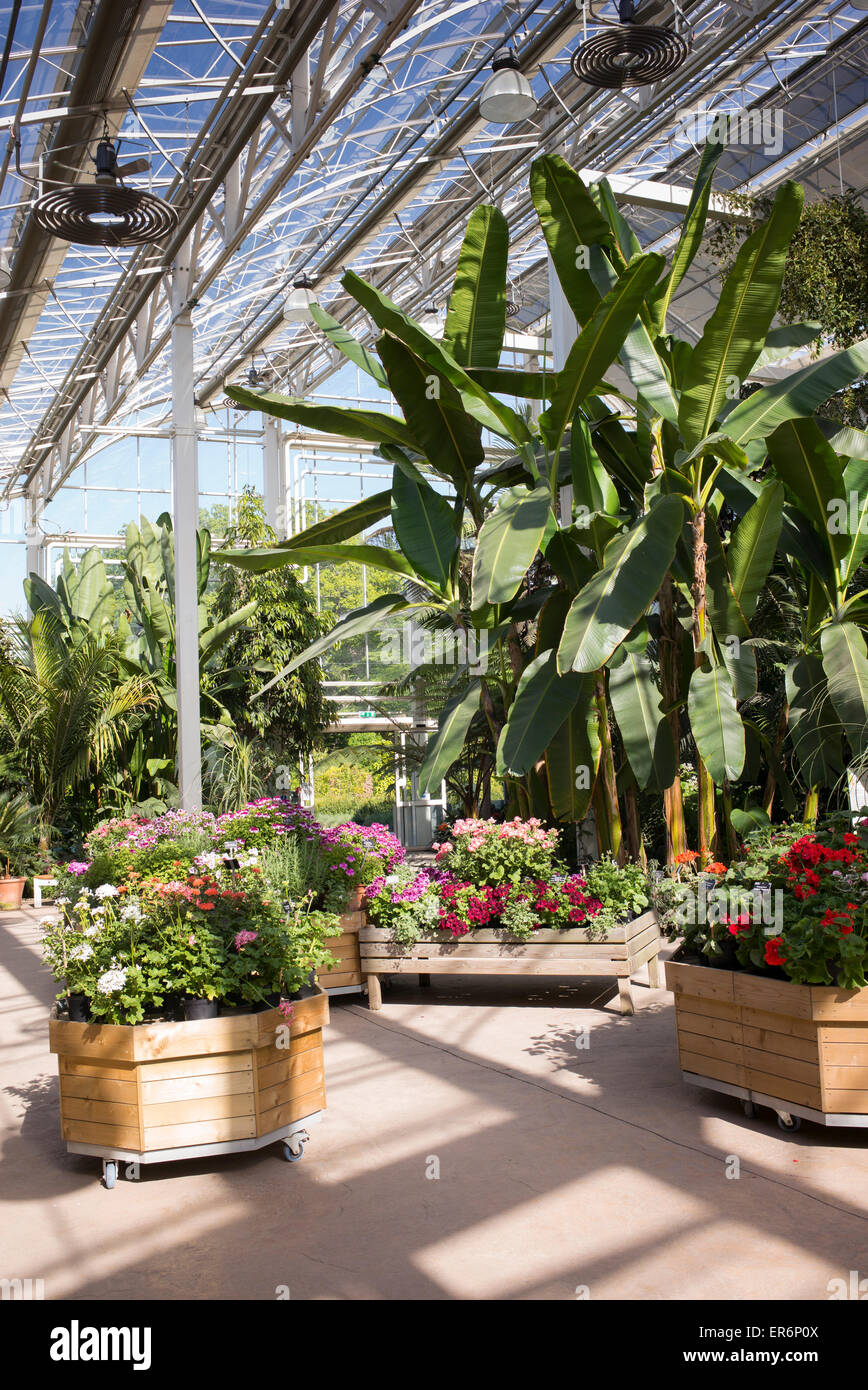 Gemäßigte Zone im Gewächshaus bei RHS Wisley Gardens. Surrey, England Stockfoto