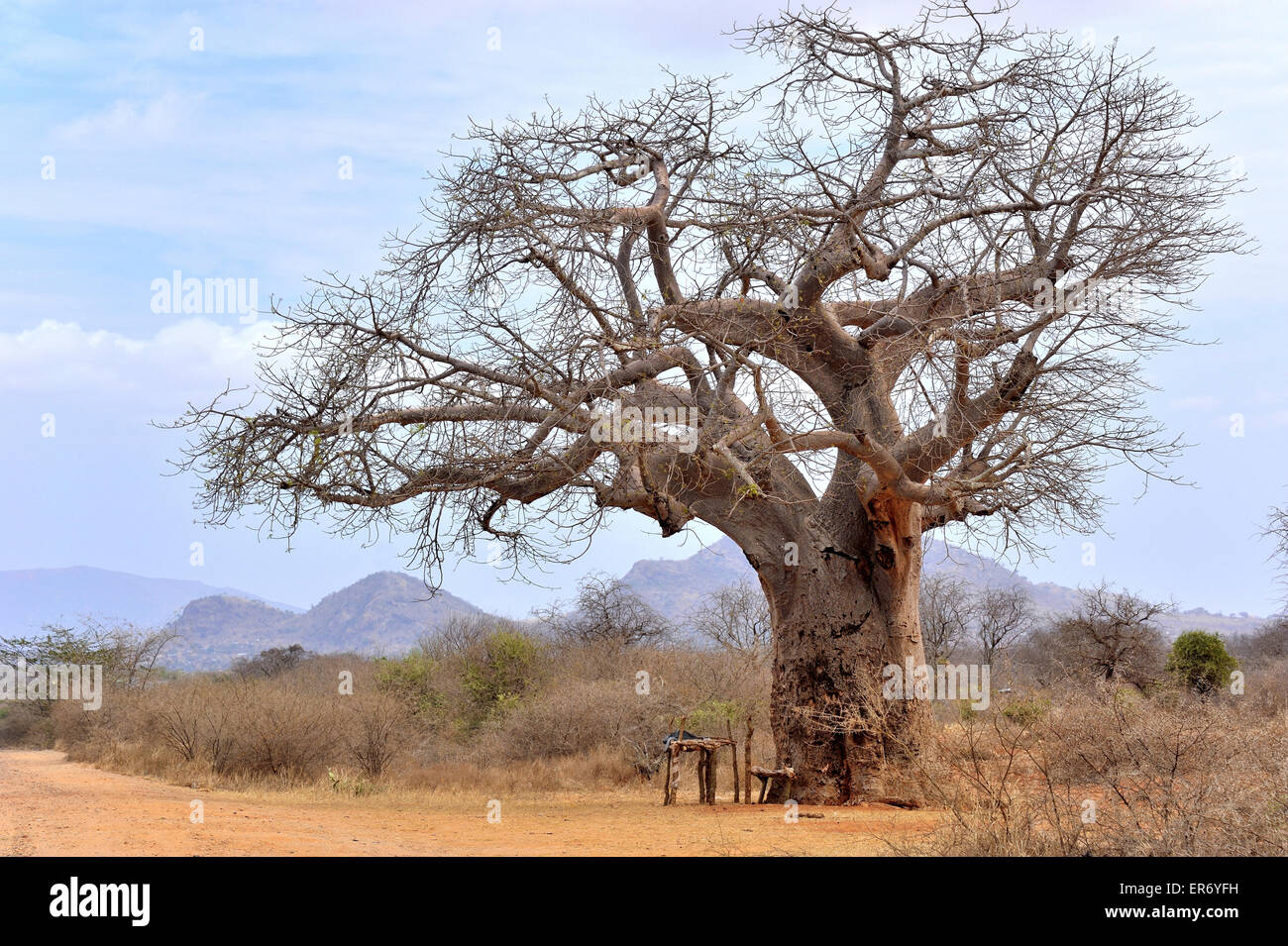 Baobab-Baum Stockfoto