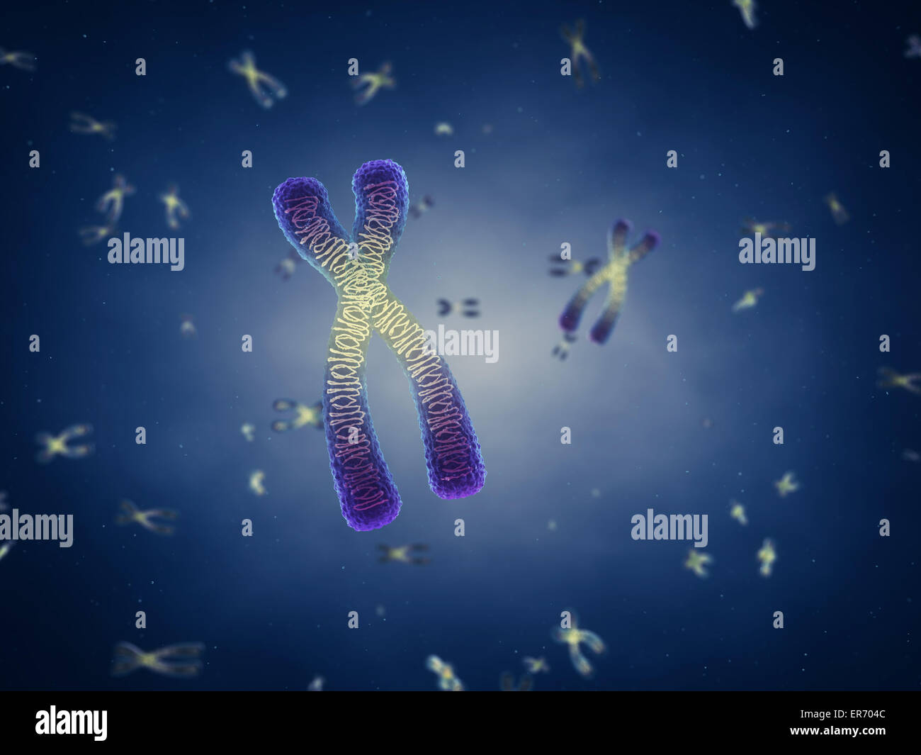 Chromosomen, Gentechnik Stockfoto Chromosomen, Gentechnik Stockfoto