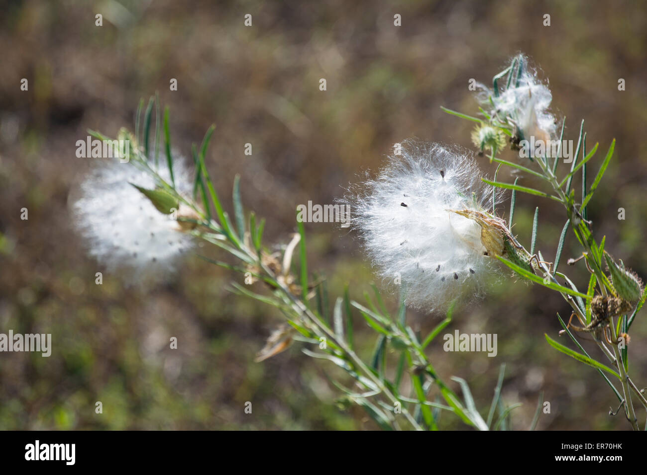 Samen der Pflanze Wolfsmilch, durch den Wind zerstreut werden Stockfoto