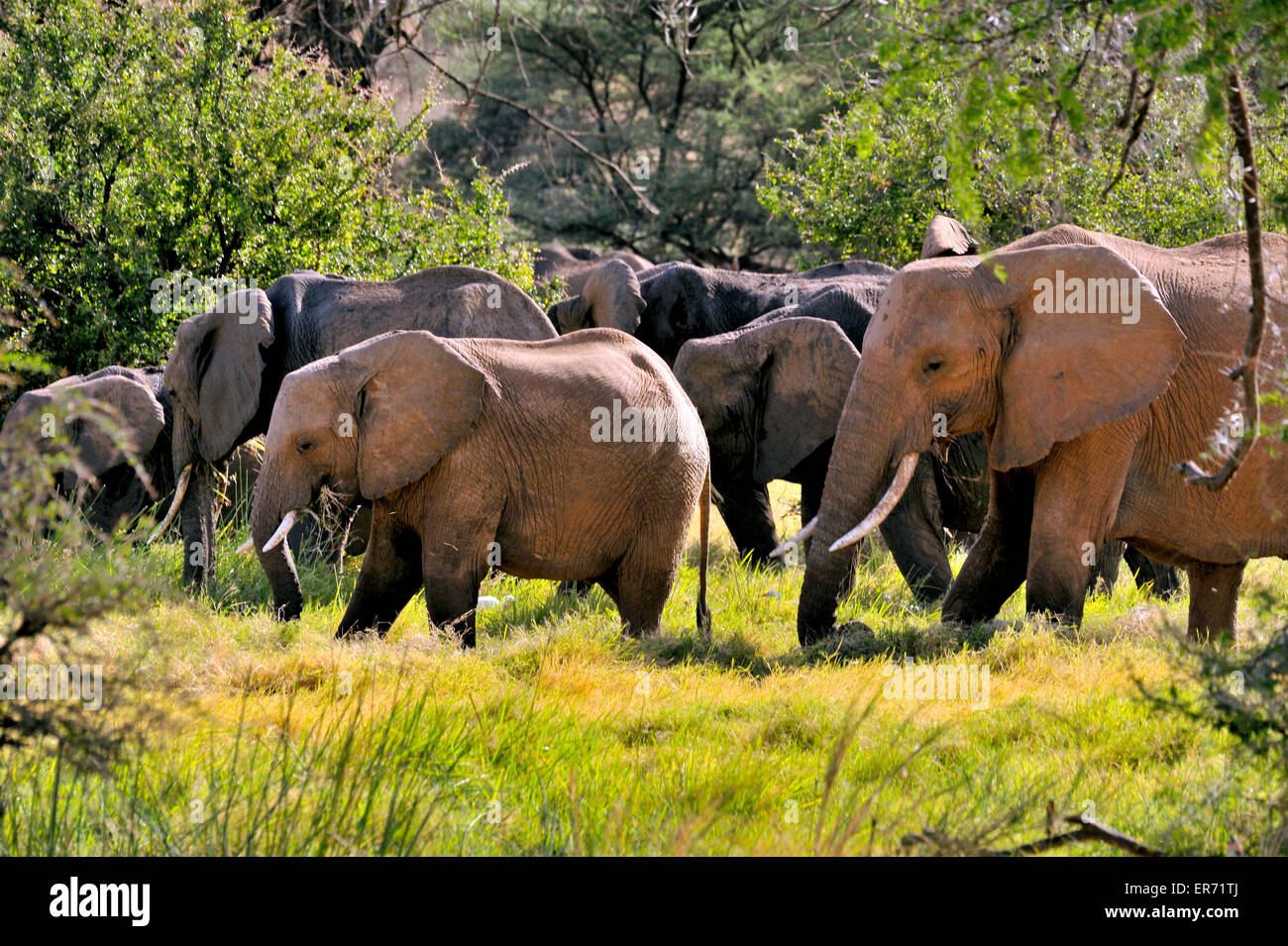 Elefantenherde mit grünem Hintergrund, Gruppe von Elefanten Stockfoto
