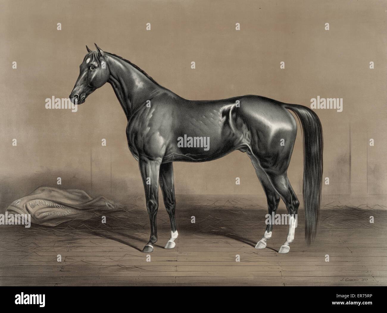 Trotting stallion Mambrino Meister im Besitz von M.F. Foote Stockfoto