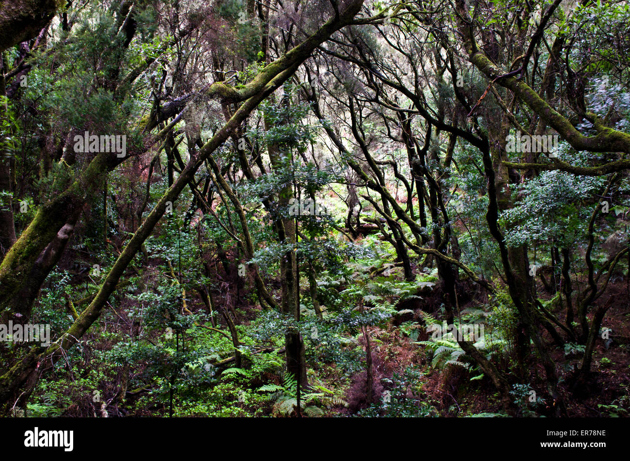 Lorbeer Baum Wald in La Laguna Grande, Nationalpark Garajonay, Insel La Gomera, Kanarische Inseln, Spanien Stockfoto