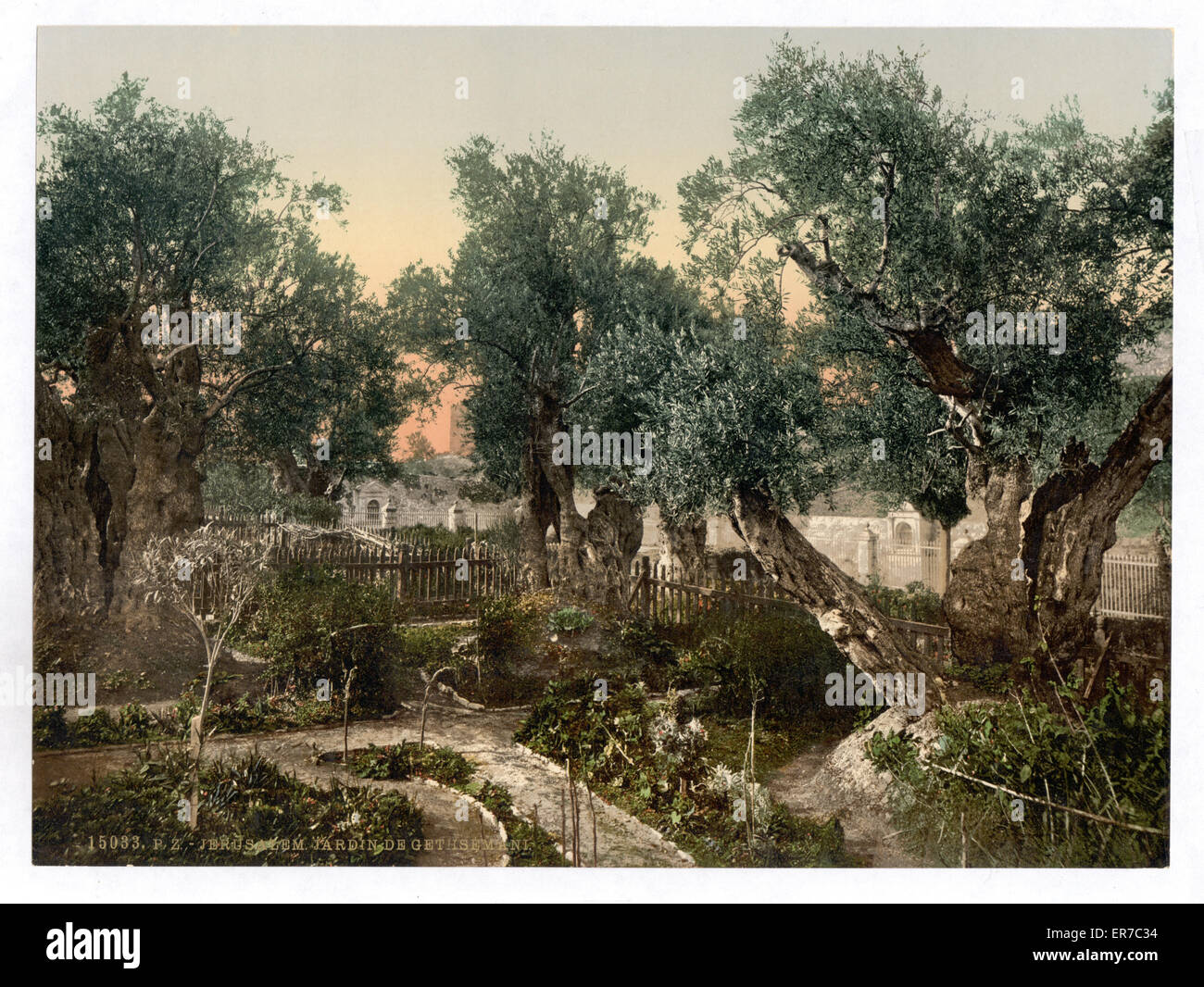 Garten Gethsemane, Jerusalem, Heiliges Land Stockfoto