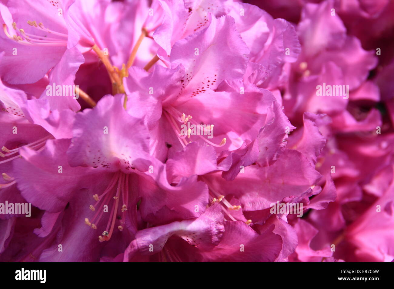 Lila Leidenschaft Rhododendron in voller Blüte - UK.  (Abstammung: Lila Glanz) Stockfoto