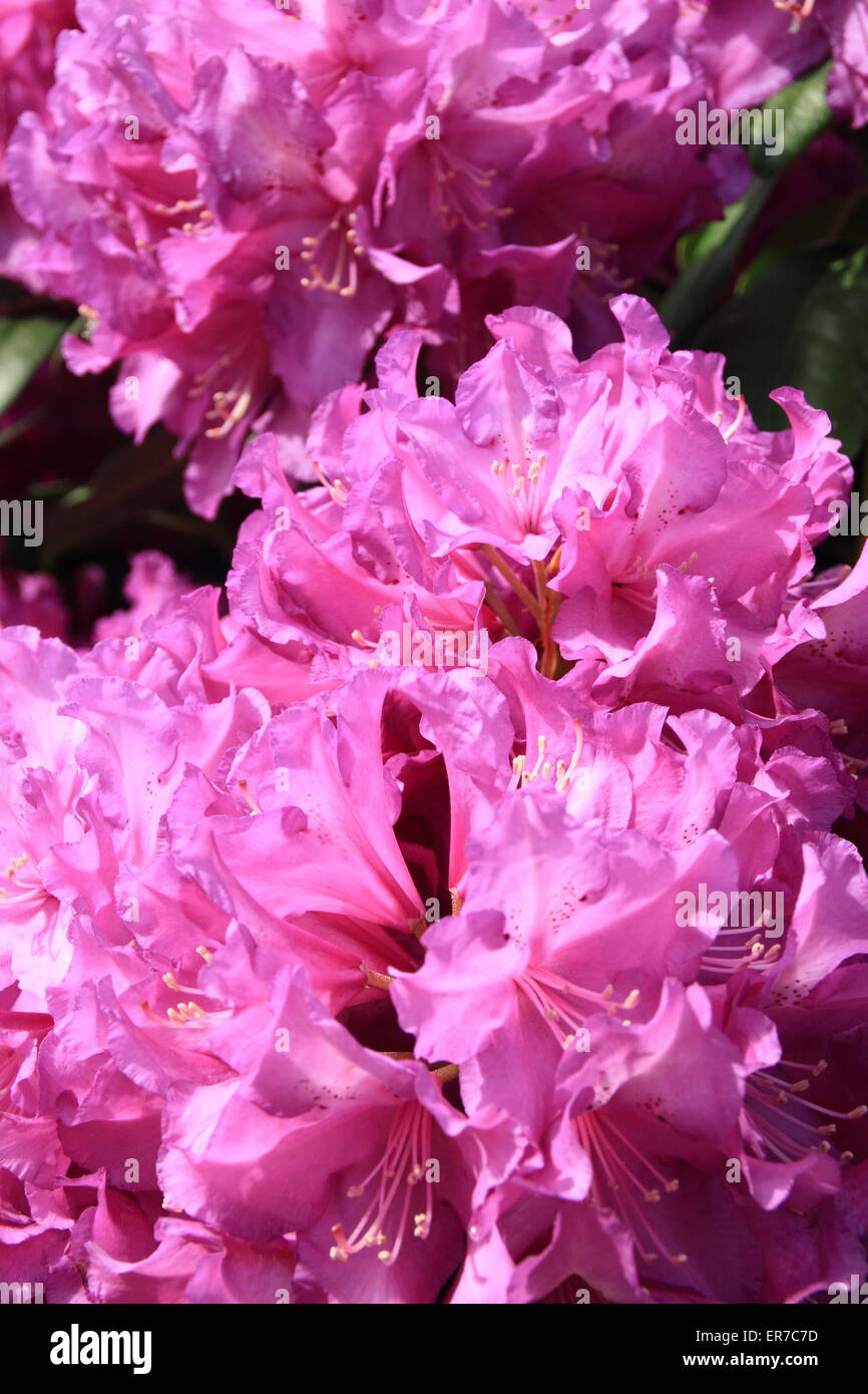 Lila Leidenschaft Rhododendron in voller Blüte - UK.  (Abstammung: Lila Glanz) Stockfoto
