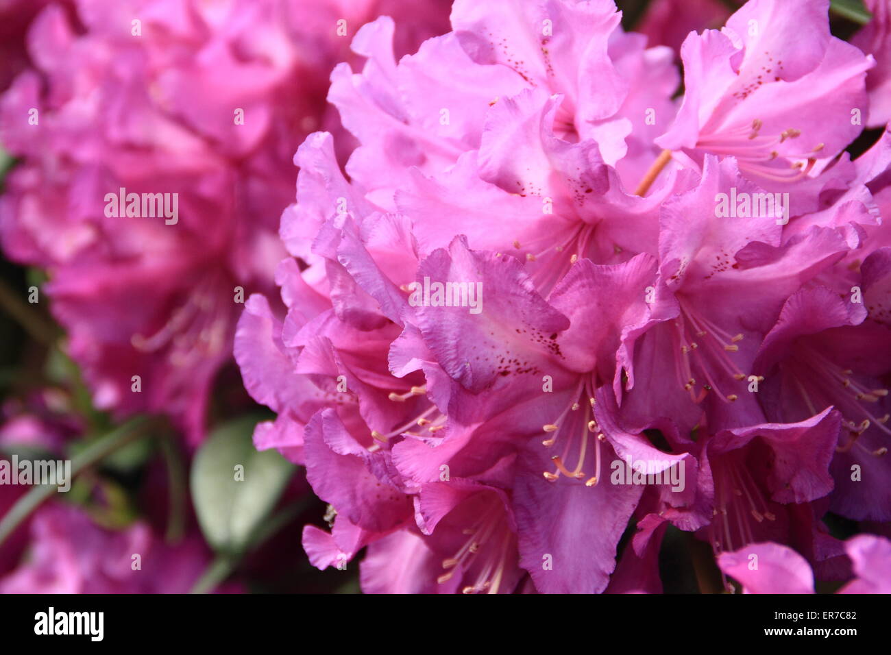 Rhododendron 'purple Passion' in voller Blüte - UK.  (Abstammung: Lila Glanz) Stockfoto