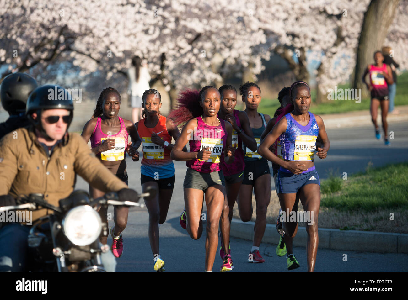 Cherry Blossom Ten Mile Run Washington DC // WASHINGTON DC – Elite-Läufer führen das Spiel beim jährlichen Cherry Blossom Ten Mile Run an, einem der wichtigsten Frühlingsrennen in der Hauptstadt des Landes. Die beliebte Veranstaltung zieht in der Regel Tausende von Teilnehmern an, die auf einem malerischen Kurs fahren, der sich durch Washingtons monumentalen Kern schlängelt, wenn die berühmten japanischen Kirschbäume blühen. Das 1973 gegründete Rennen wird vom Credit Union Cherry Blossom Ten Mile Run Committee organisiert und dient als Showcase-Event während des National Cherry Blossom Festival. Der Kurs führt die Läufer an vielen vorbei Stockfoto