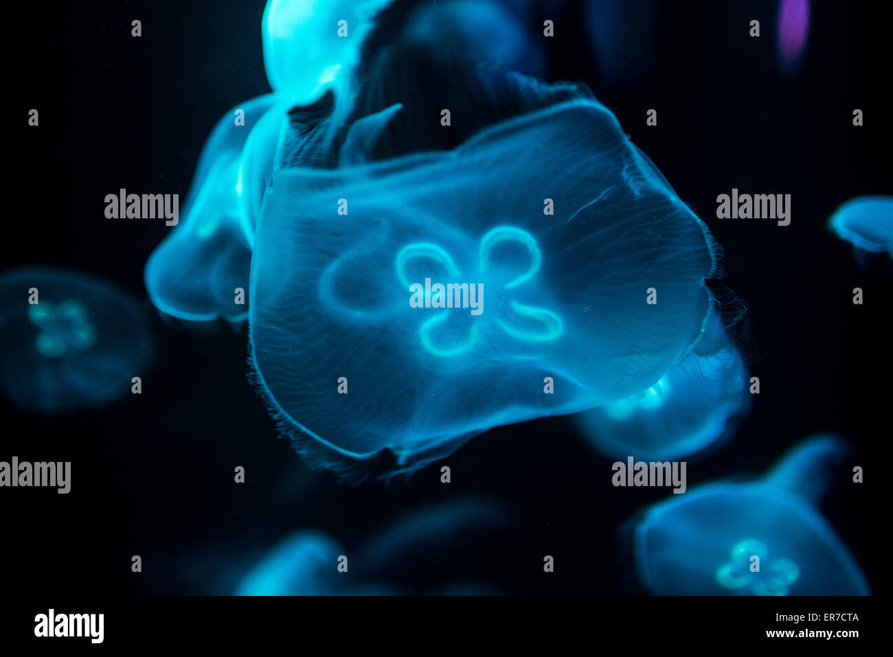 National Aquarium Jellies Exhibit Jellyfish Baltimore // BALTIMORE, Maryland – Quallen schwimmen anmutig in einem spezialisierten Tank in der Jellies Exponate des National Aquariums im Inner Harbor. Die lichtdurchlässigen Kreaturen, beleuchtet vor einem dunklen Hintergrund, zeigen die vielfältige Sammlung von Meereslebewesen und lehrreiche Ausstellungen des Aquariums. Stockfoto