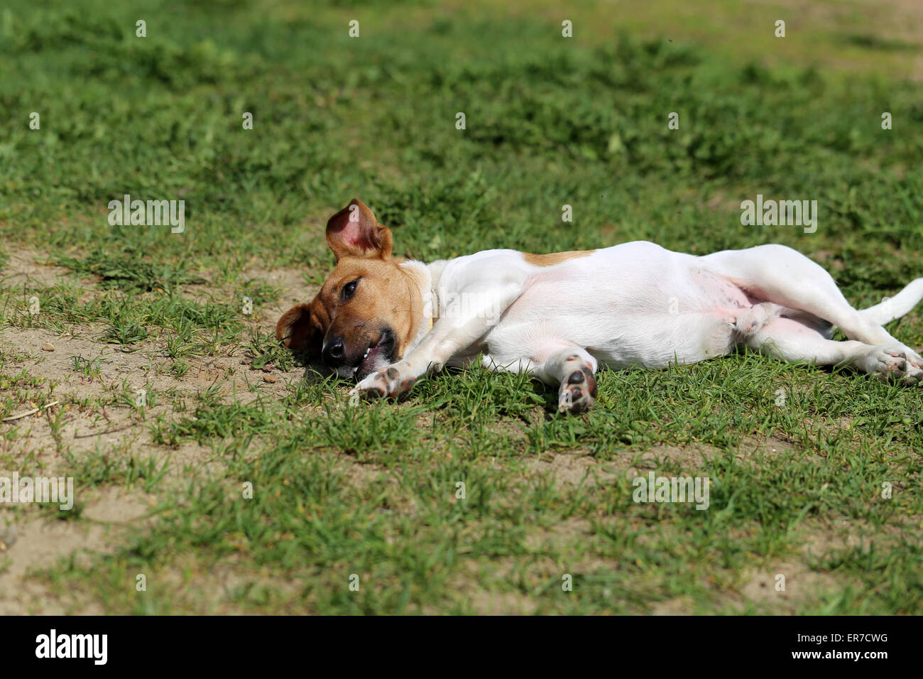 Schöner Hund auf der Straße fotografiert hautnah Stockfoto