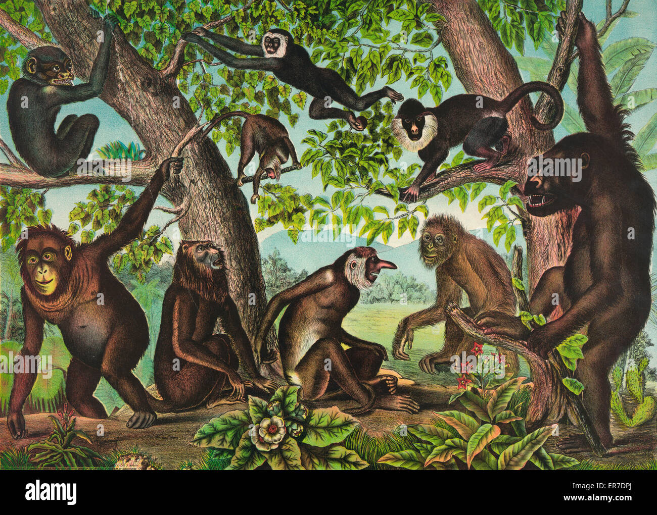 Die Affen Stockfoto