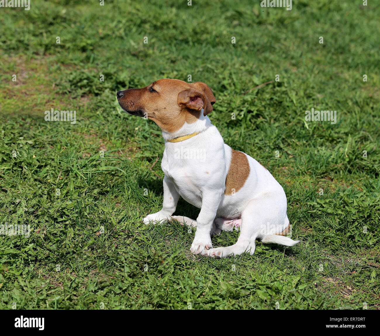 Schöner Hund auf der Straße fotografiert hautnah Stockfoto