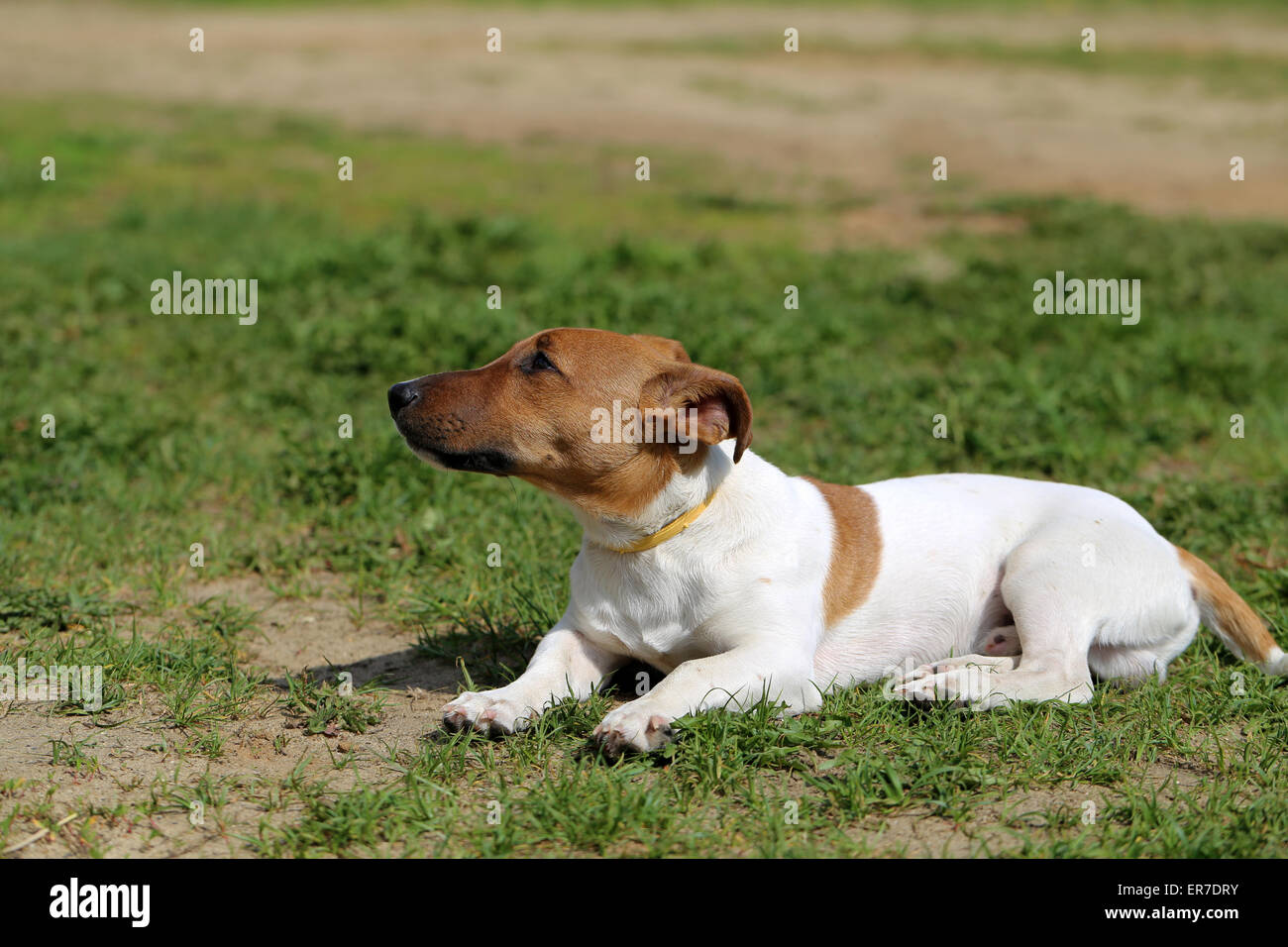 Schöner Hund auf der Straße fotografiert hautnah Stockfoto