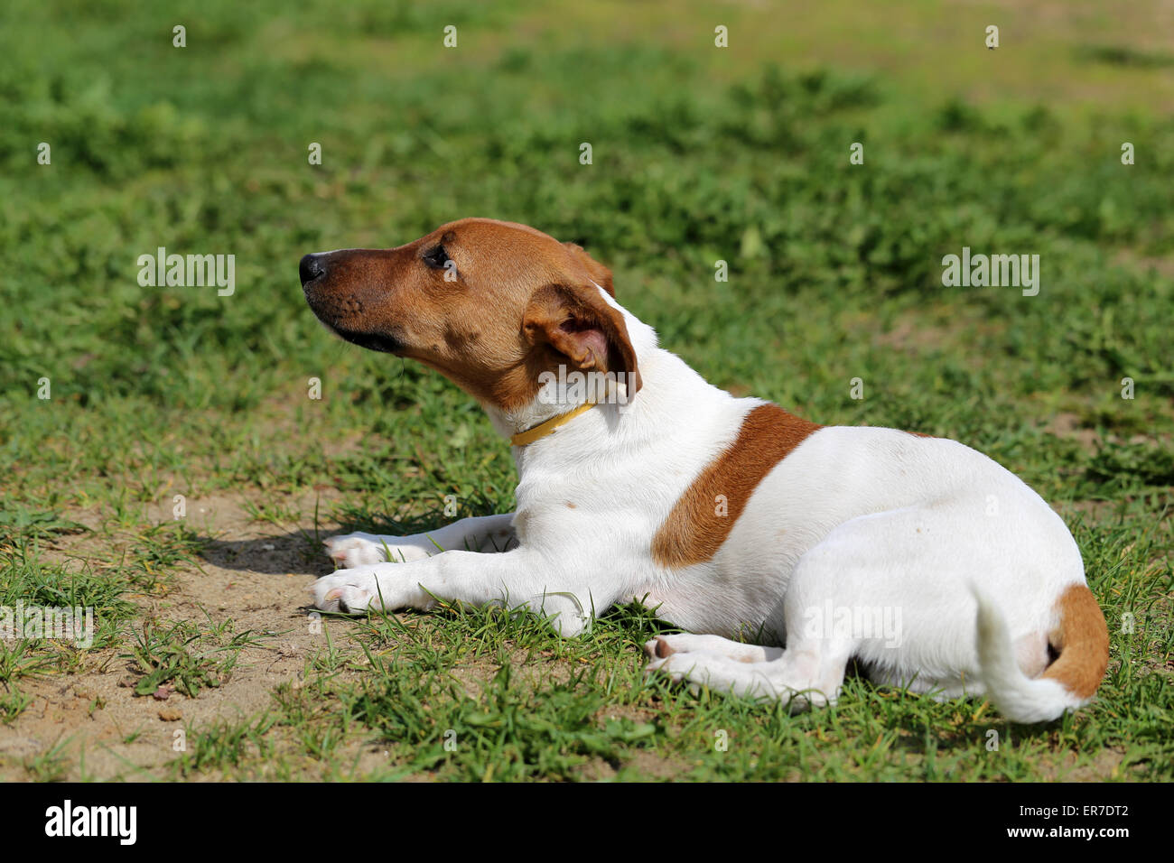 Schöner Hund auf der Straße fotografiert hautnah Stockfoto