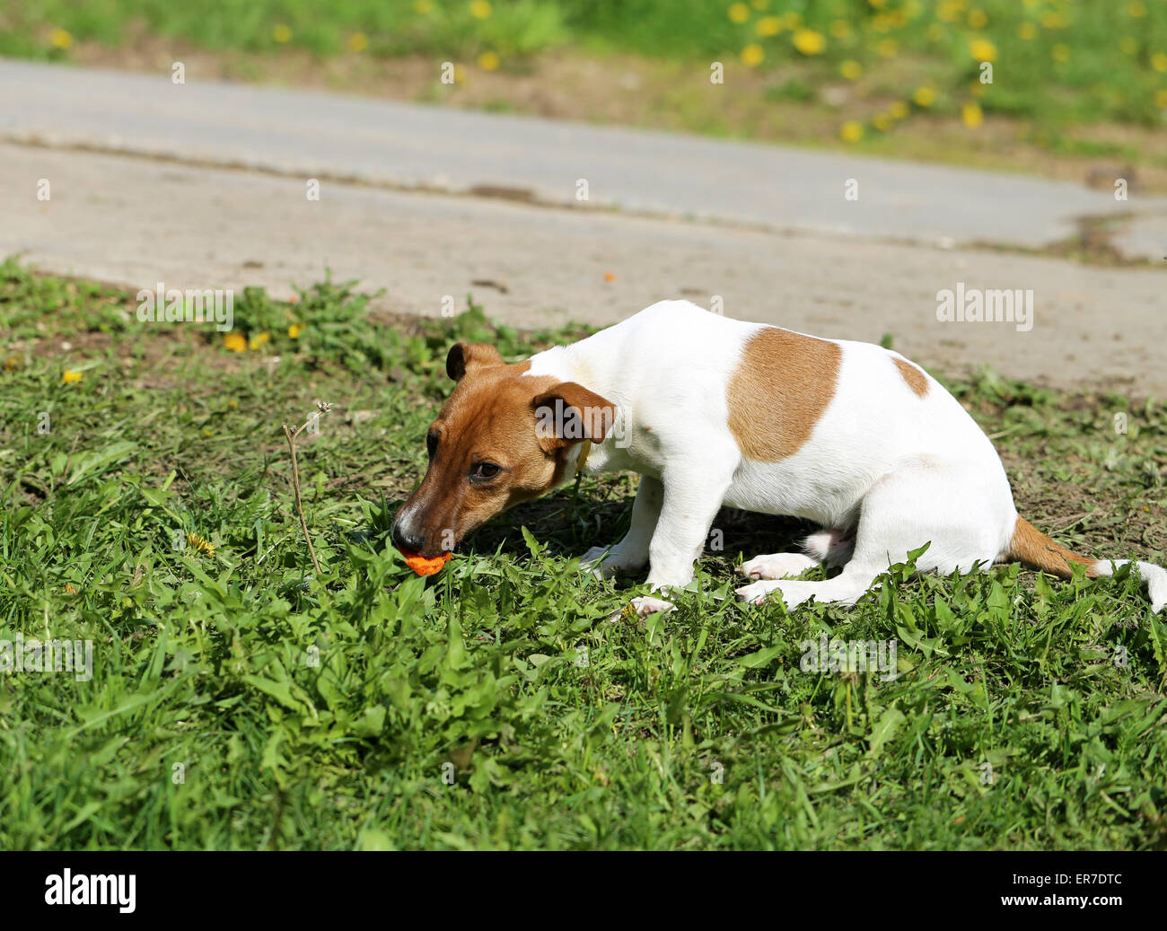Schöner Hund auf der Straße fotografiert hautnah Stockfoto