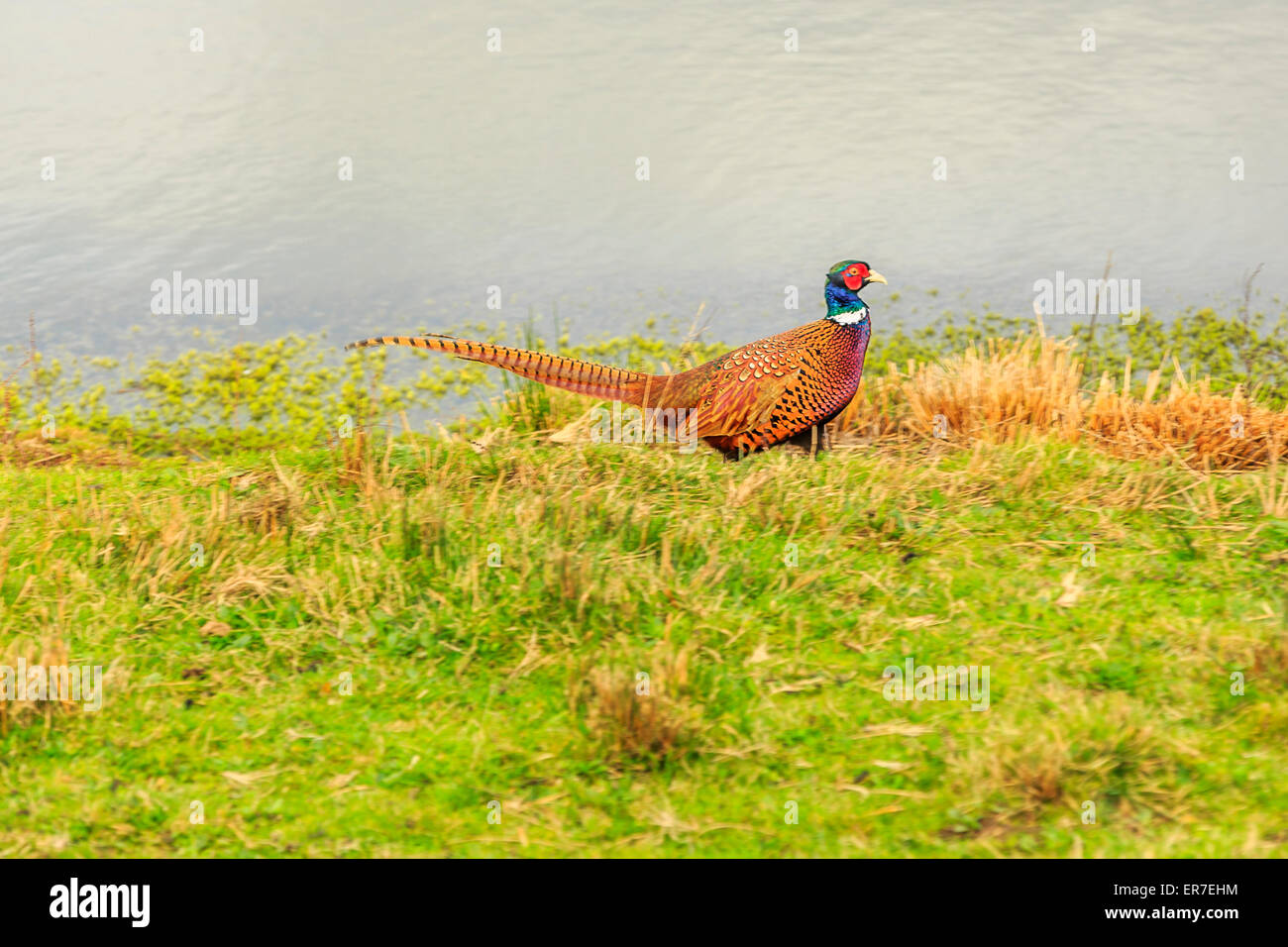 Gräser und Gewässern bei Dearne Valley RSPB, South Yorkshire Stockfoto