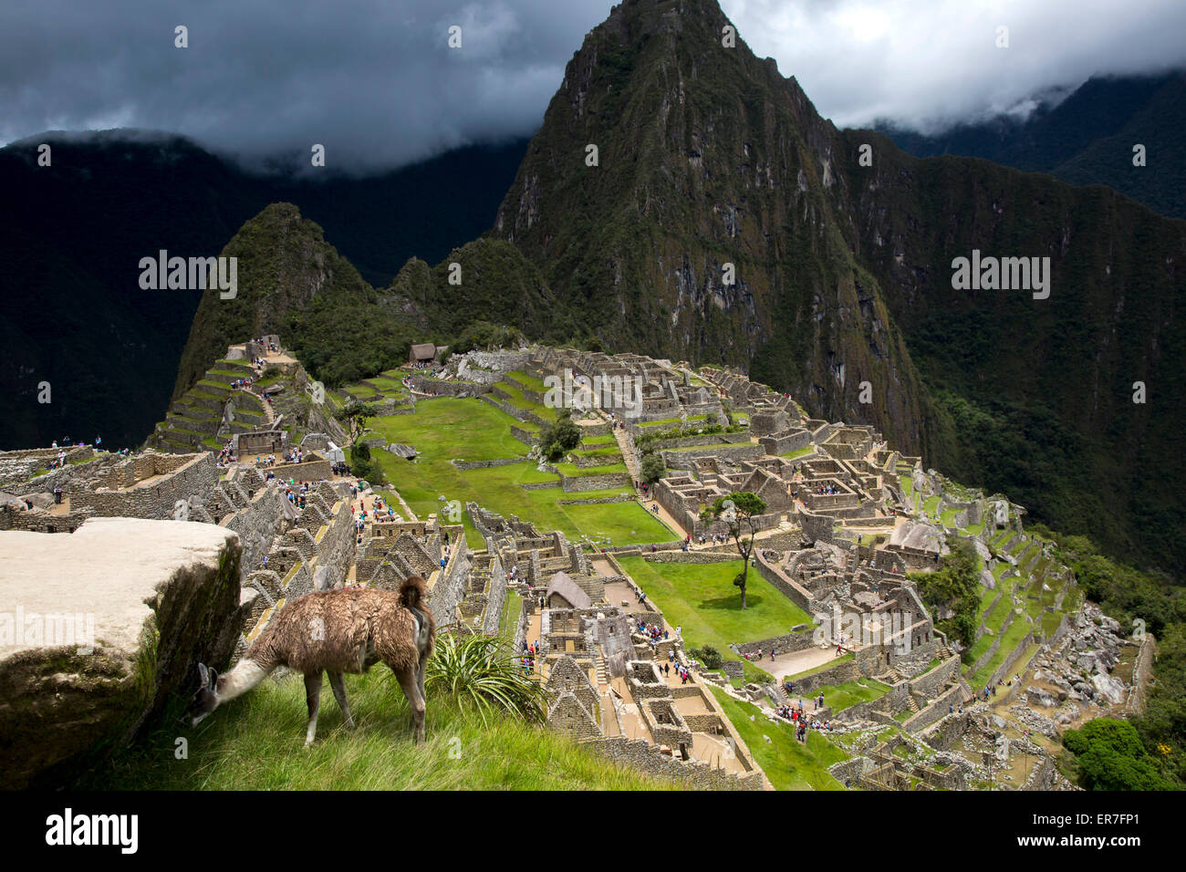 Lama am Machu Pichu, Peru Stockfoto