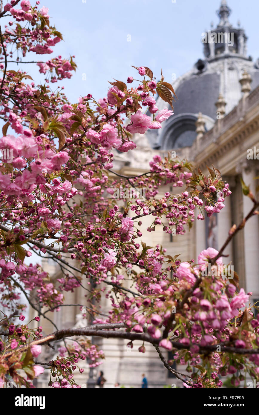 Kirschblüte mit dem Petit Palais Palast im Hintergrund unscharf. Frühling, Paris, Frankreich Stockfoto