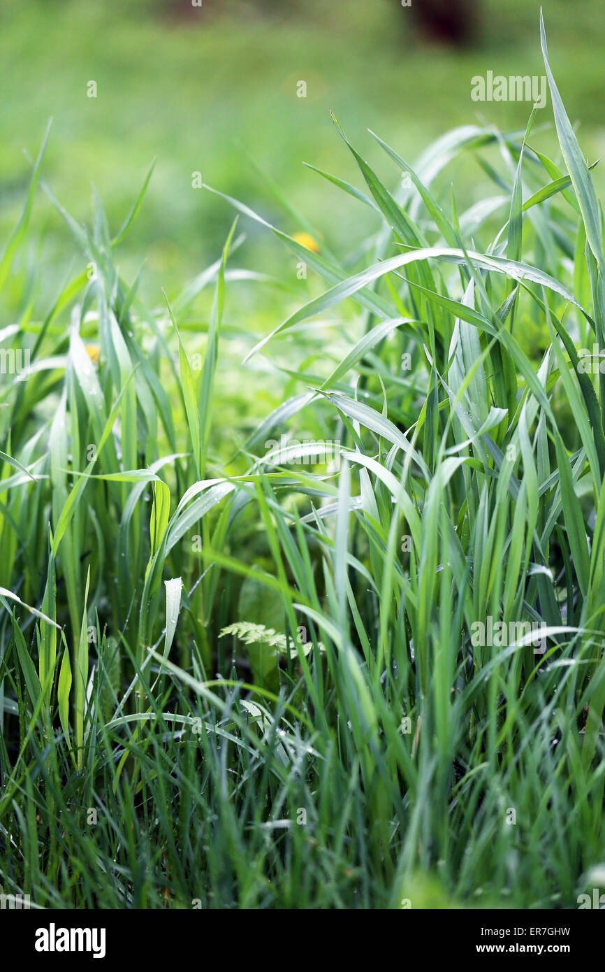 Grüner Rasen in einem Feld nahe oben fotografiert Stockfoto