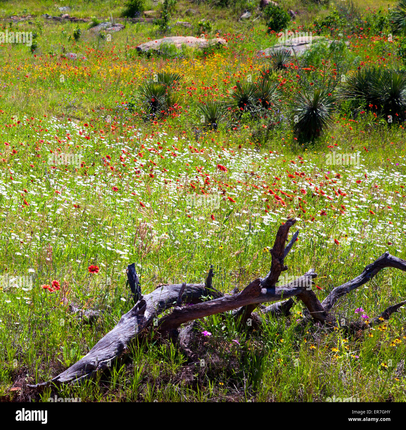 Teppiche von Farbe Decke die Straßenrändern der sehr ländlichen Willow City Loop in Texas Hill Country in der Nähe von Fredericksburg. Stockfoto