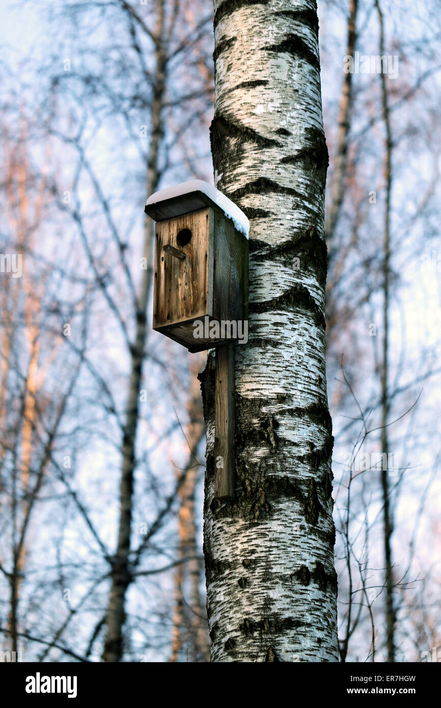 Wunderschönen Winterwald Stockfoto
