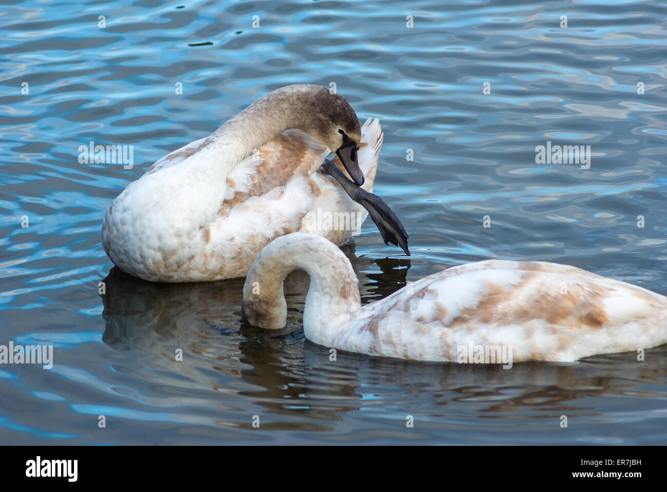 Zwei junge Schwäne schwimmen und putzen die Federn in einem Teich
