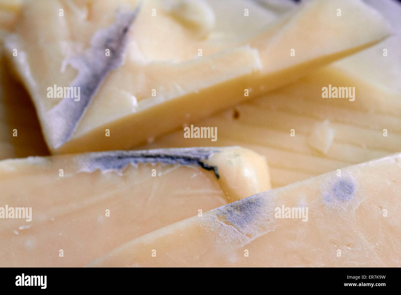 Blauschimmel wächst auf Käse Stockfoto