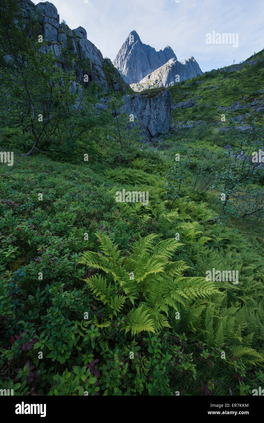 Farn wächst in üppigen Bergtal mit Trolltindan Gipfel steigt in der Ferne, Trollfjord, fährfrei, Lofoten Inseln, Norwegen Stockfoto