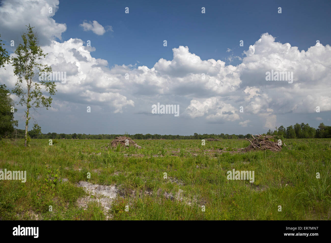 Scanlon, Florida - eine Protokollierung Kahlschlag in Floridas Panhandle. Stockfoto