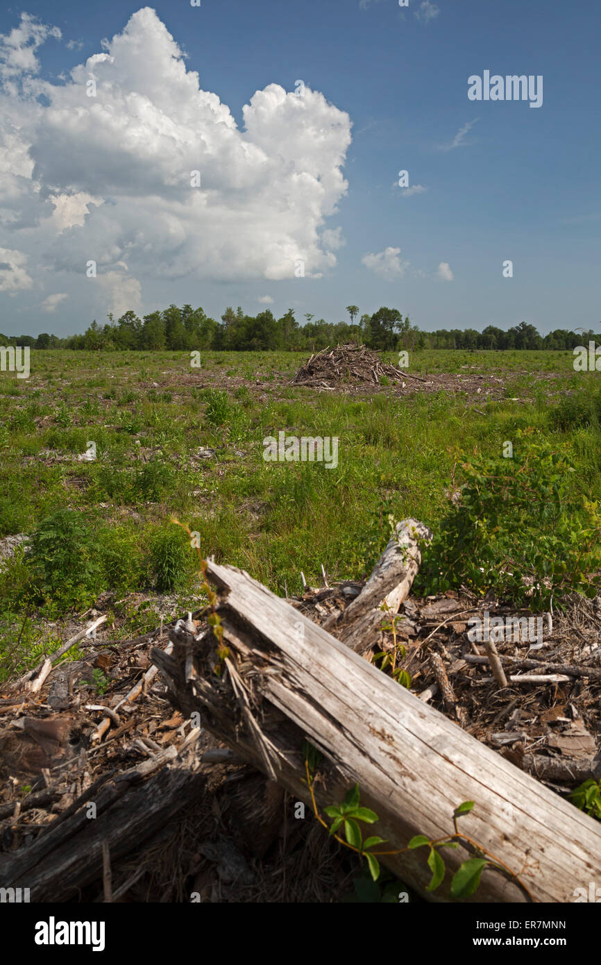 Scanlon, Florida - eine Protokollierung Kahlschlag in Floridas Panhandle. Stockfoto