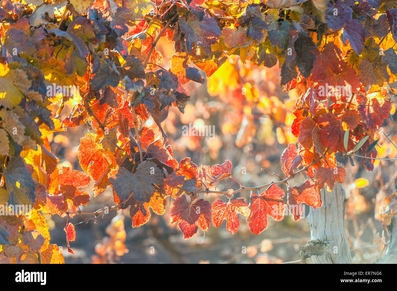 Sonniger Herbst Weinberg. Mendoza im Spätherbst, wenn die Trauben geerntet. Leuchtende Farben Stockfoto